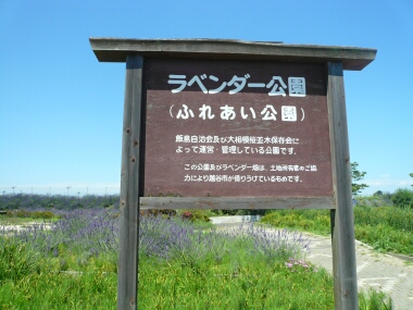 ラベンダー公園 埼玉県越谷市 観光名所 日本隅々の旅 全国観光名所巡り グルメ日記