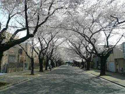 川越女子高校前の桜並木 埼玉県川越市 日本隅々の旅 全国観光名所巡り グルメ日記