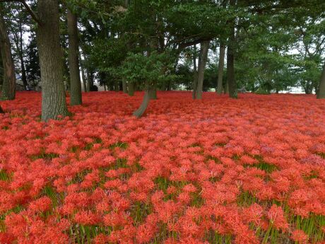 早川渕彼岸花の里 群馬県伊勢崎市 日本隅々の旅 全国観光名所巡り グルメ日記