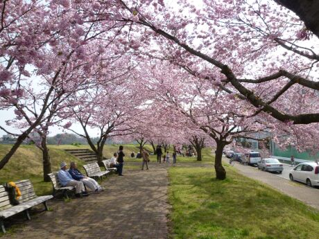 白鴎大学脇の思川桜 栃木県小山市 日本隅々の旅 全国観光名所巡り グルメ日記