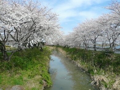 伊佐沼公園の桜