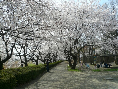 伊佐沼公園の桜