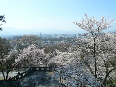 雲上殿の桜3.jpg