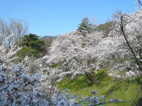 雲上殿の桜4.jpg