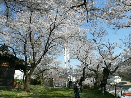 王子神社の桜3.jpg