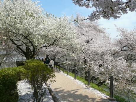 霞城公園の桜3.jpg
