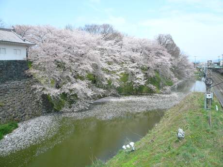 霞城公園の桜１.jpg