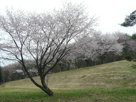 岩手県県民の森の桜4.jpg