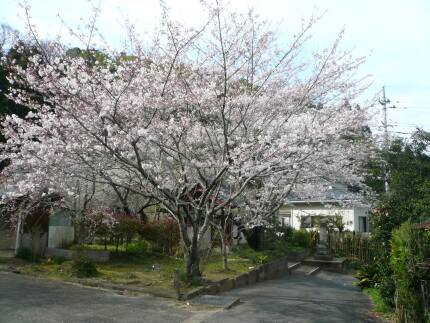願成就寺の桜１.jpg