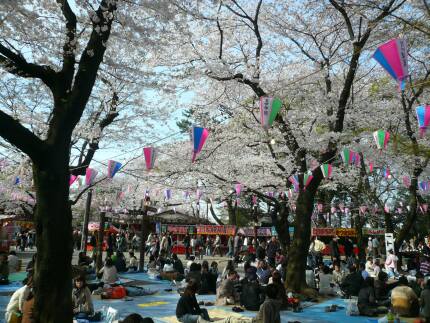 喜多院の桜2.jpg