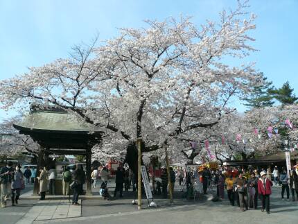 喜多院の桜3.jpg