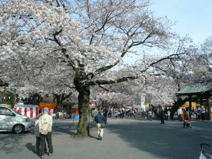 喜多院の桜4.jpg