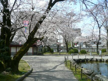 岐阜公園の桜2.jpg