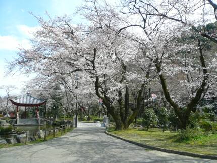岐阜公園の桜3.jpg