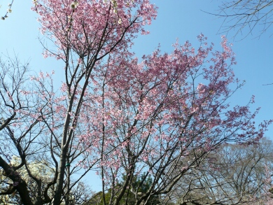 興禅院安行桜