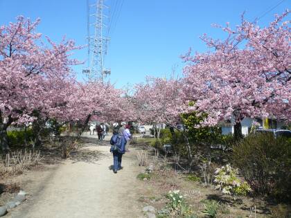 元総社みろく公園の桜