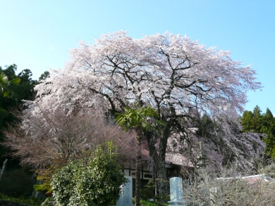 光厳寺の枝垂れ桜