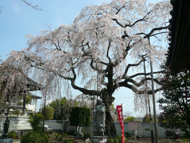 広琳寺の枝垂れ桜