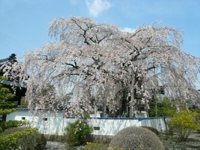 広琳寺の枝垂れ桜
