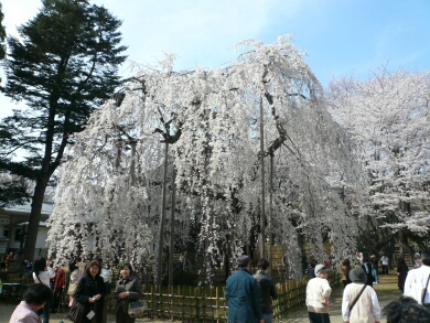 弘法寺の伏姫桜