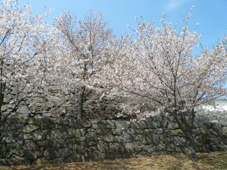 甲府城の桜2.jpg