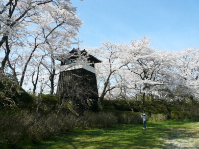 黒羽城の桜