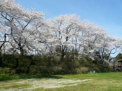 黒羽城の桜