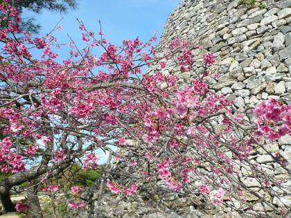 今帰仁城の桜