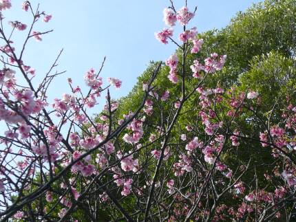 今帰仁城の桜