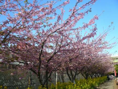 三浦の河津桜