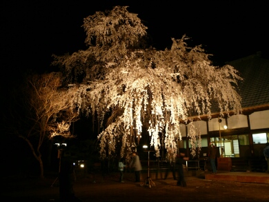 慈眼寺の桜　ライトアップ