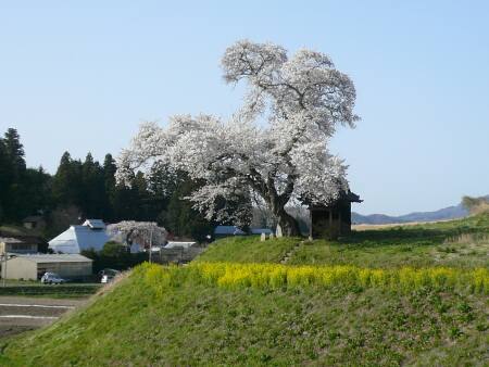 小沢の桜１.jpg