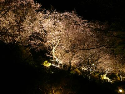 城峯公園　夜桜