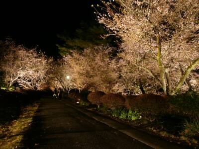 城峯公園　夜桜