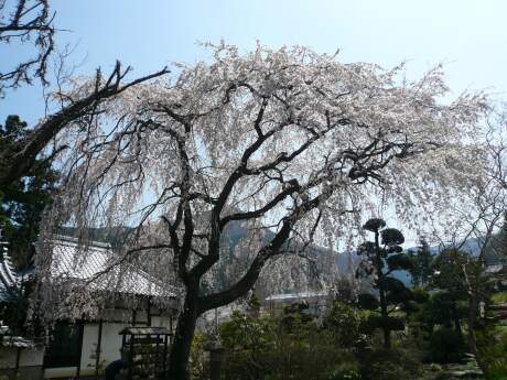 西楽寺の枝垂れ桜2.jpg