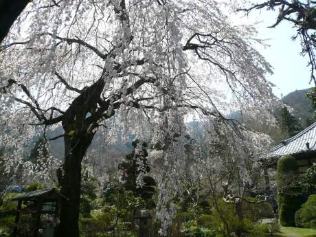 西楽寺の枝垂れ桜3.jpg