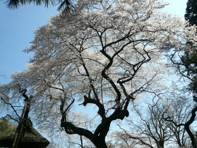 西行桜