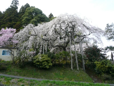青木の枝垂れ桜