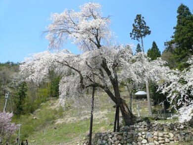 赤和観音の枝垂れ桜