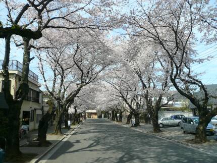 川越女子高校前の桜並木3.jpg