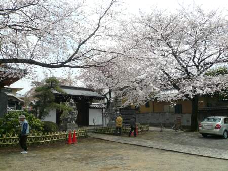 地蔵院の桜3.jpg
