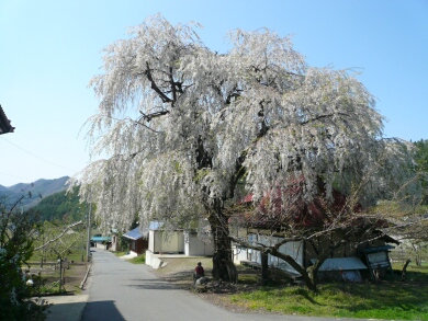 中塩の枝垂れ桜