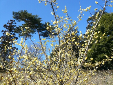 東松山牡丹園の蝋梅