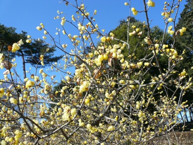 東松山牡丹園の蝋梅