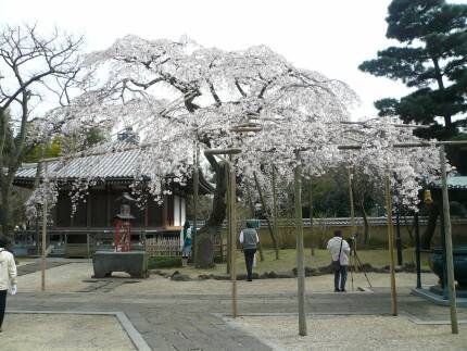 東漸寺の桜2.jpg