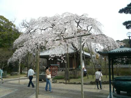 東漸寺の桜3.jpg