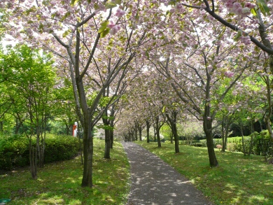 日本国花苑_八重桜