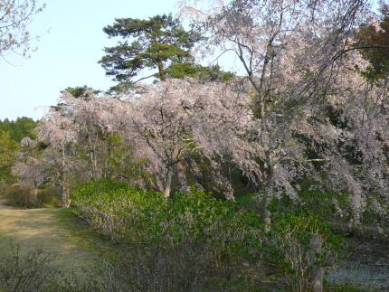 半田山自然公園の桜3.jpg