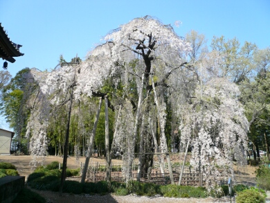 満願寺の枝垂れ桜