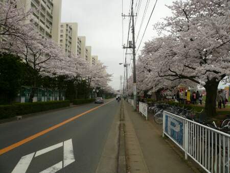 柳瀬川の桜4.jpg